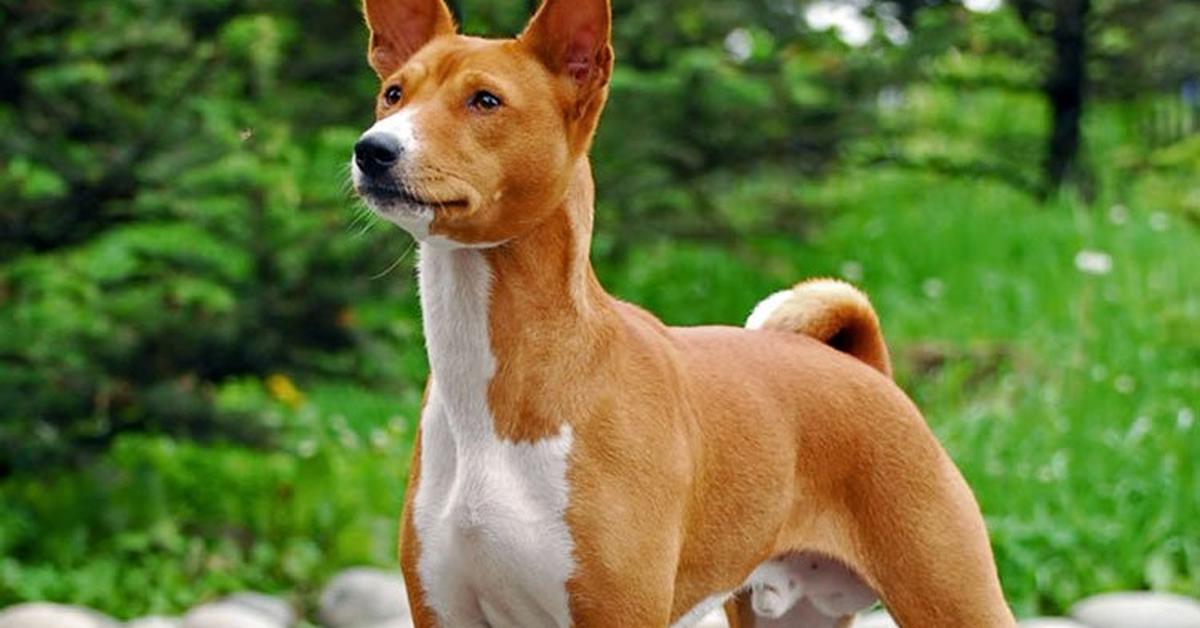 Portrait of a Basenji Dog, a creature known scientifically as Canis lupus.