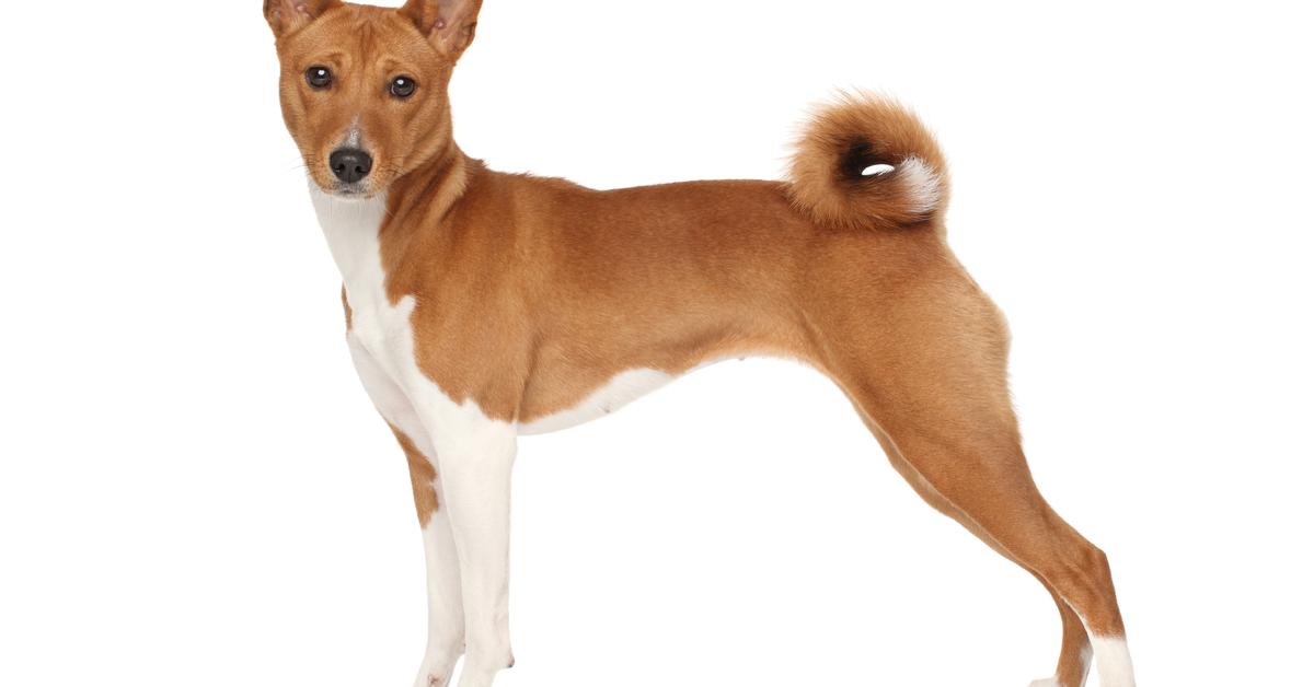 Picture of Basenji Dog, known in Indonesia as Anjing Basenji.