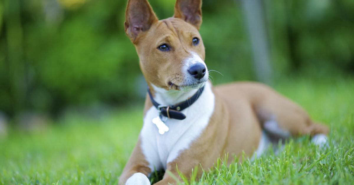 Captivating shot of the Basenji Dog, or Anjing Basenji in Bahasa Indonesia.