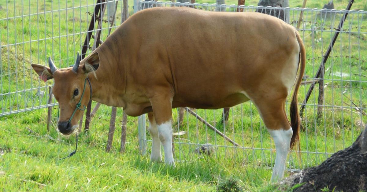 Picture of Balinese, known in Indonesia as Sapi Bali.