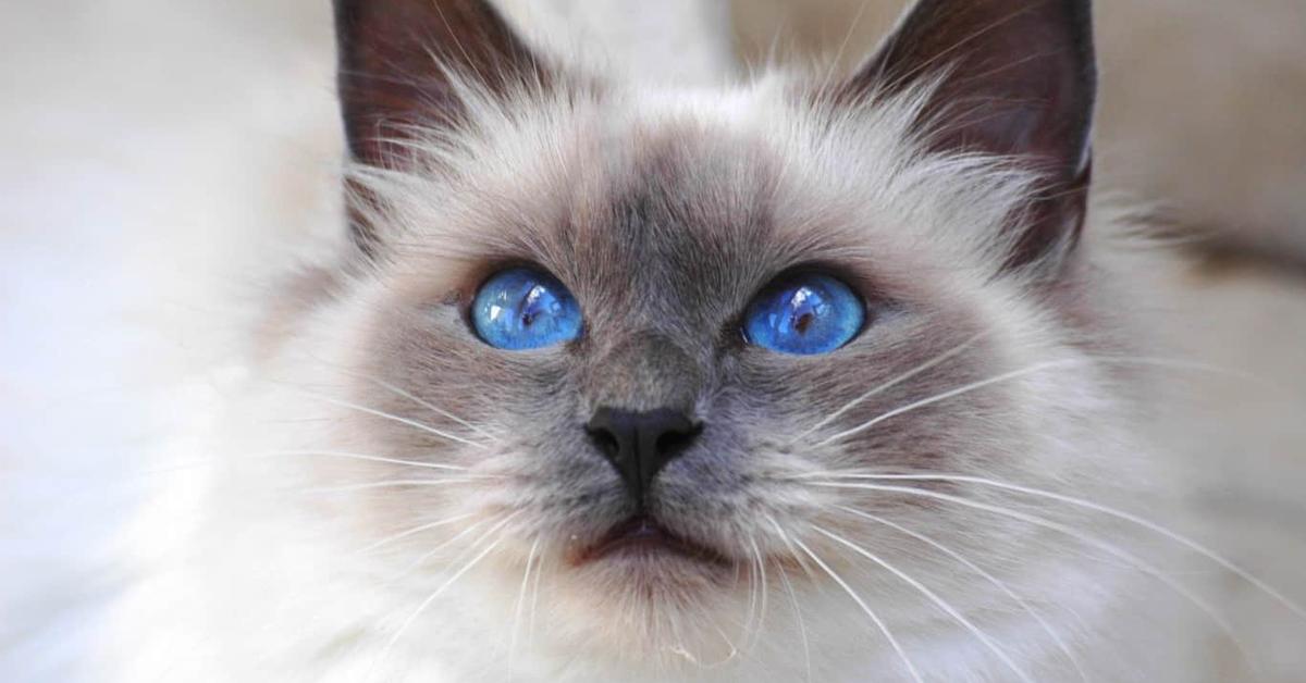 The Birman, a beautiful species also known as Kucing Birman in Bahasa Indonesia.