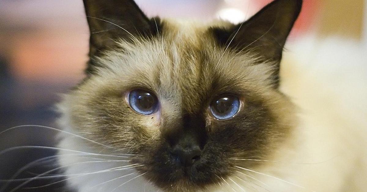 The Birman, a beautiful species also known as Kucing Birman in Bahasa Indonesia.