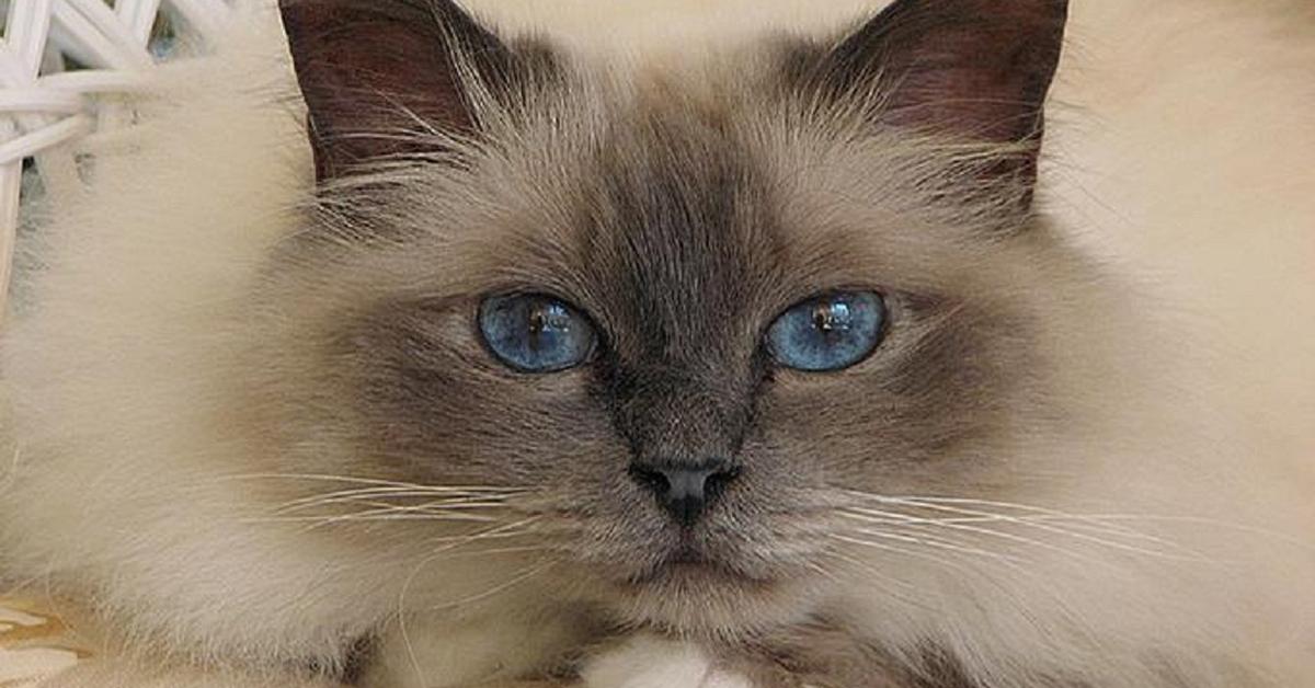 Portrait of a Birman, a creature known scientifically as Felis catus.