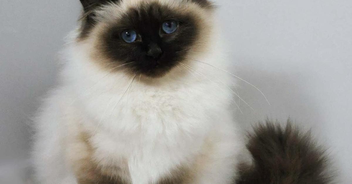 Captivating shot of the Birman, or Kucing Birman in Bahasa Indonesia.