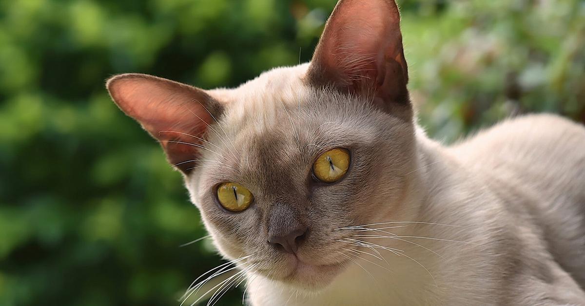 Captured elegance of the Burmese, known in Indonesia as Kucing Burma.