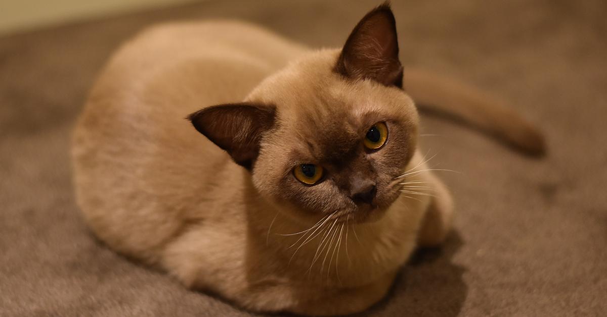 Vibrant snapshot of the Burmese, commonly referred to as Kucing Burma in Indonesia.