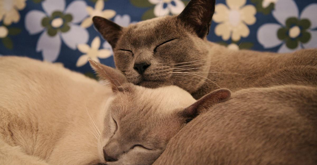 Dynamic image of the Burmese, popularly known in Indonesia as Kucing Burma.