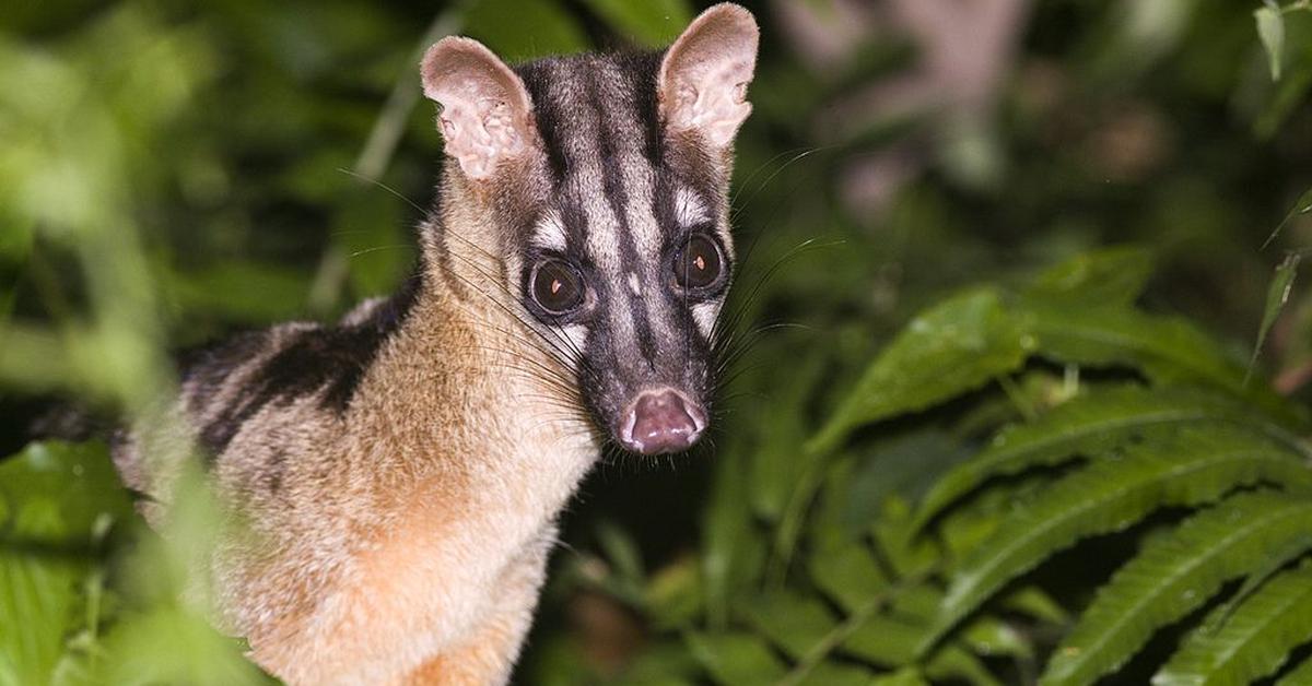 Image showcasing the Banded Palm Civet, known in Indonesia as Musang Berjalur.