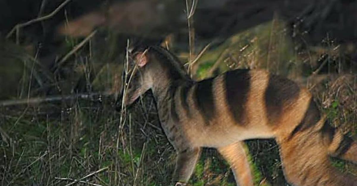 Natural elegance of the Banded Palm Civet, scientifically termed Hemigalus Derbyanus.