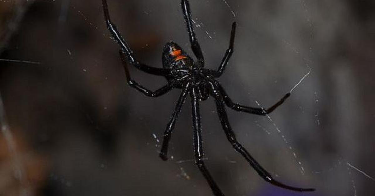 Charming view of the Black Widow Spider, in Indonesia referred to as Laba-laba Janda Hitam.