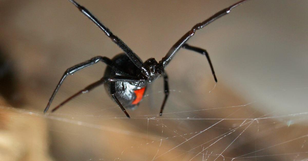 The Black Widow Spider in its natural beauty, locally called Laba-laba Janda Hitam.