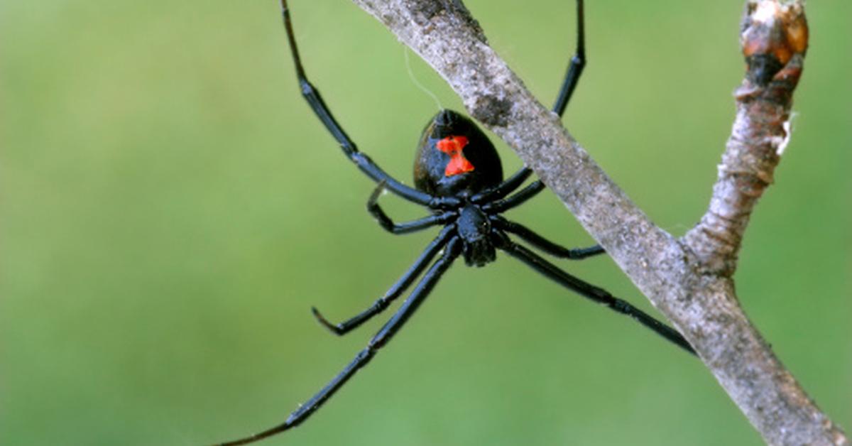 Captivating shot of the Black Widow Spider, or Laba-laba Janda Hitam in Bahasa Indonesia.