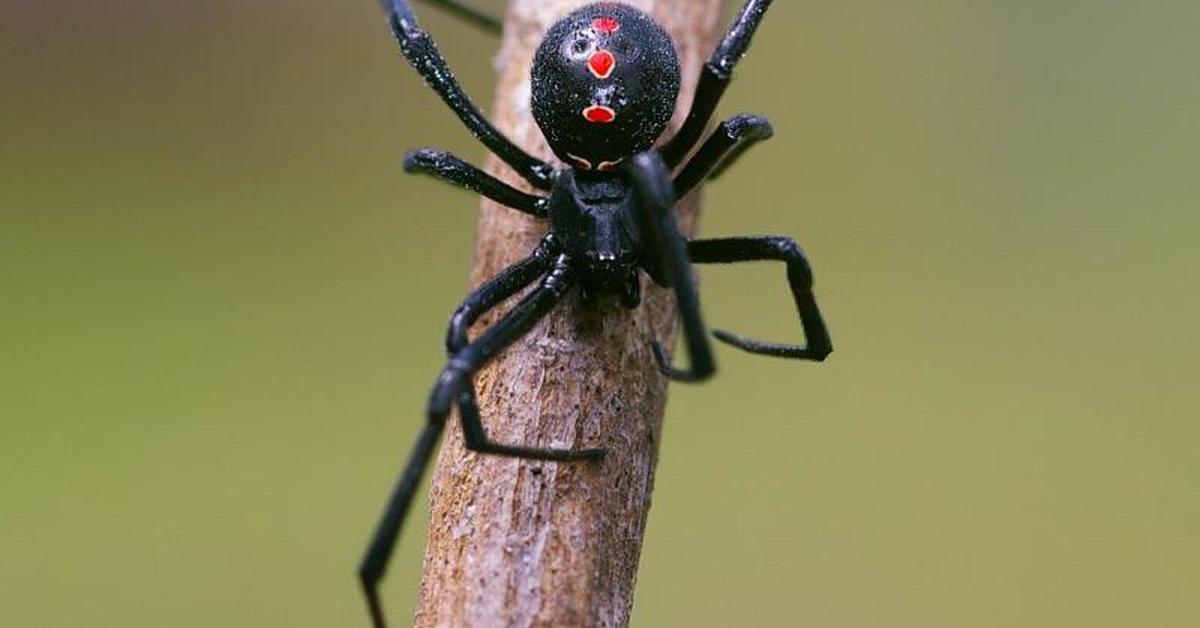 Graceful Black Widow Spider, a creature with the scientific name Latrodectus.