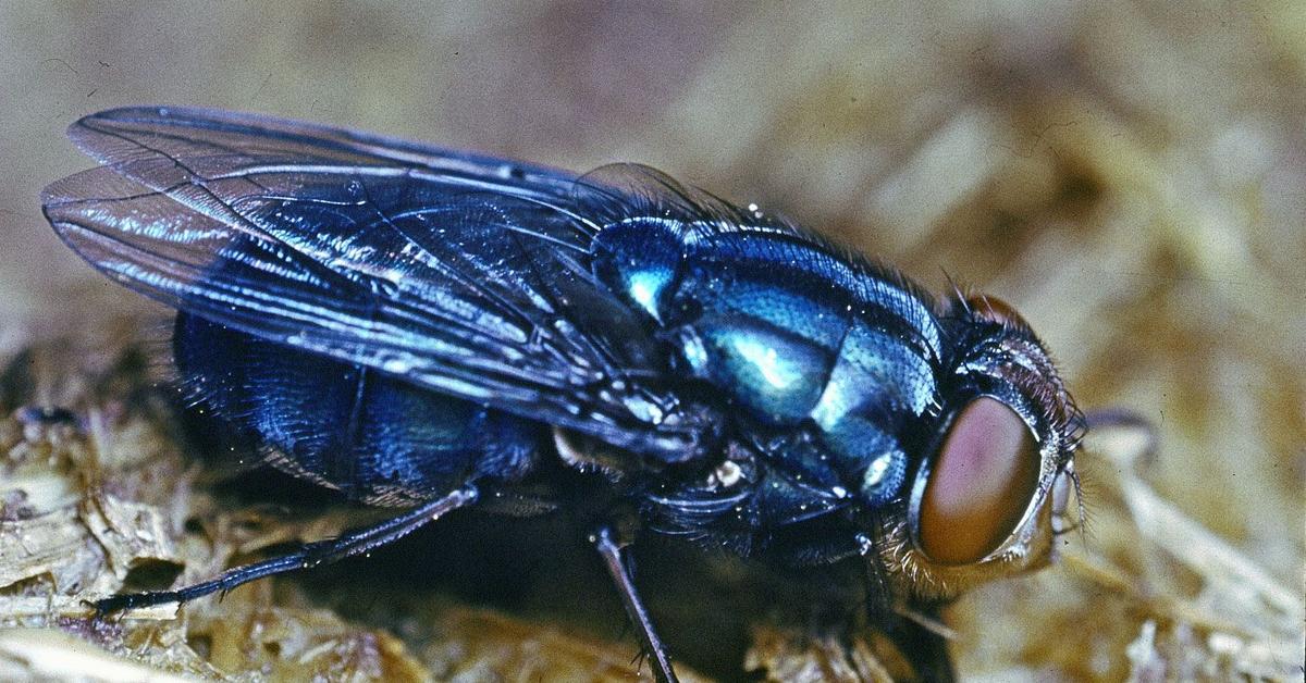 Image of the Blowfly (Calliphoridae), popular in Indonesia as Lalat Sembur.