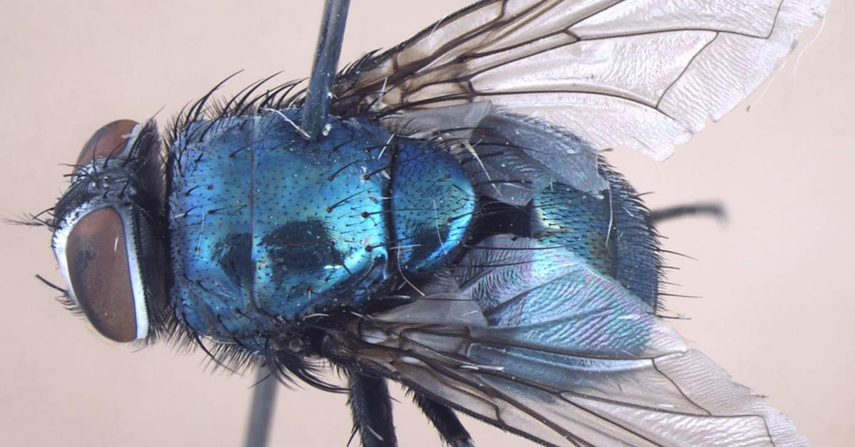 Elegant portrayal of the Blowfly, also known as Calliphoridae.