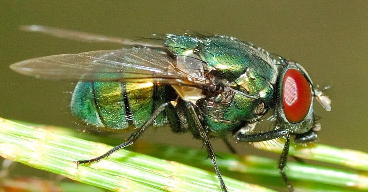 Captivating presence of the Blowfly, a species called Calliphoridae.