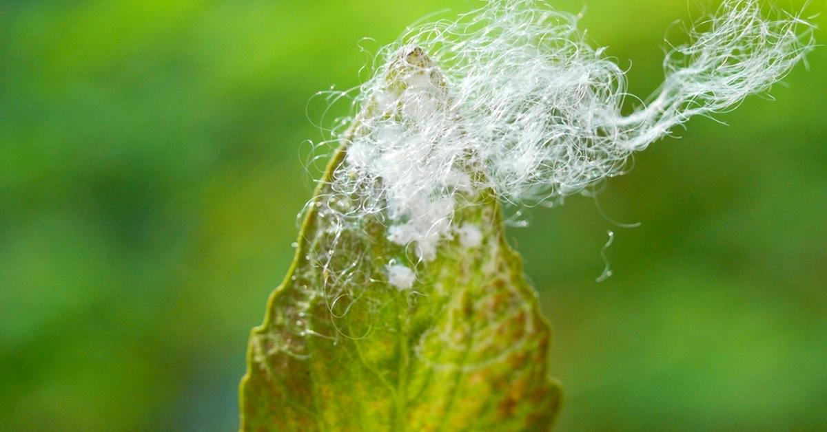 Visual of Blowfly, or Lalat Sembur in Indonesian, showcasing its beauty.