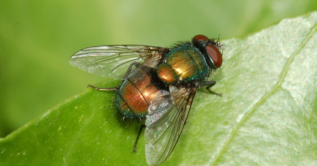 Photograph of the unique Blowfly, known scientifically as Calliphoridae.