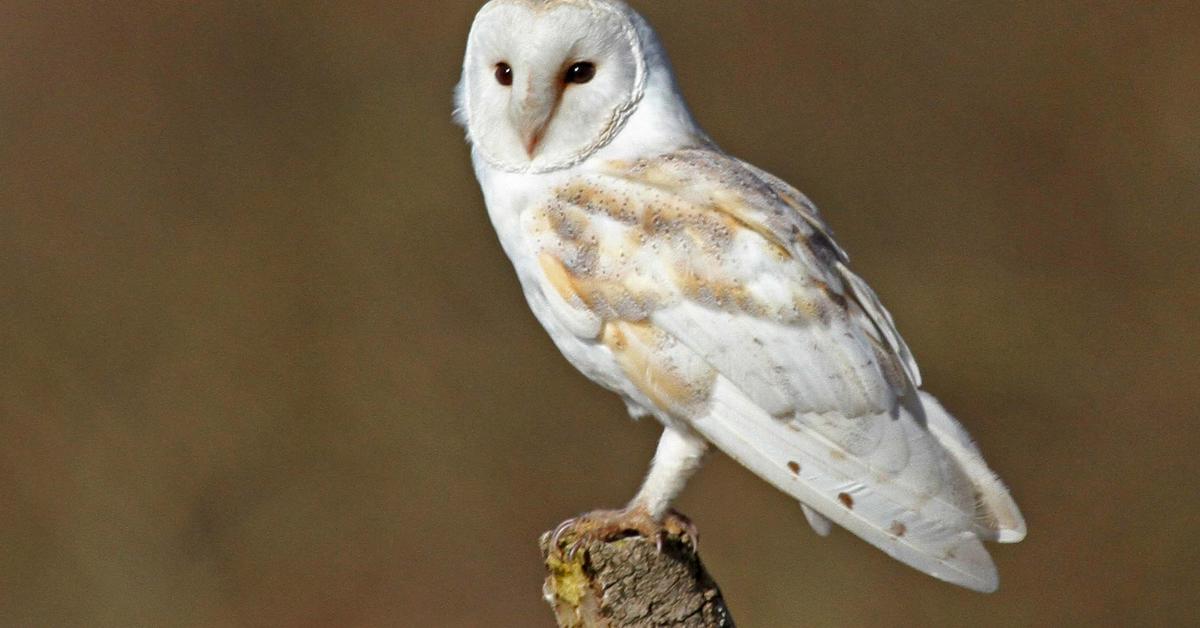 Captured moment of the Barn Owl, in Indonesia known as Burung Hantu Lumbung.