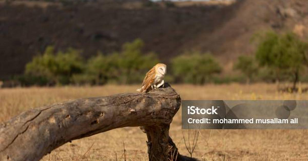 Captivating view of the Barn Owl, known in Bahasa Indonesia as Burung Hantu Lumbung.