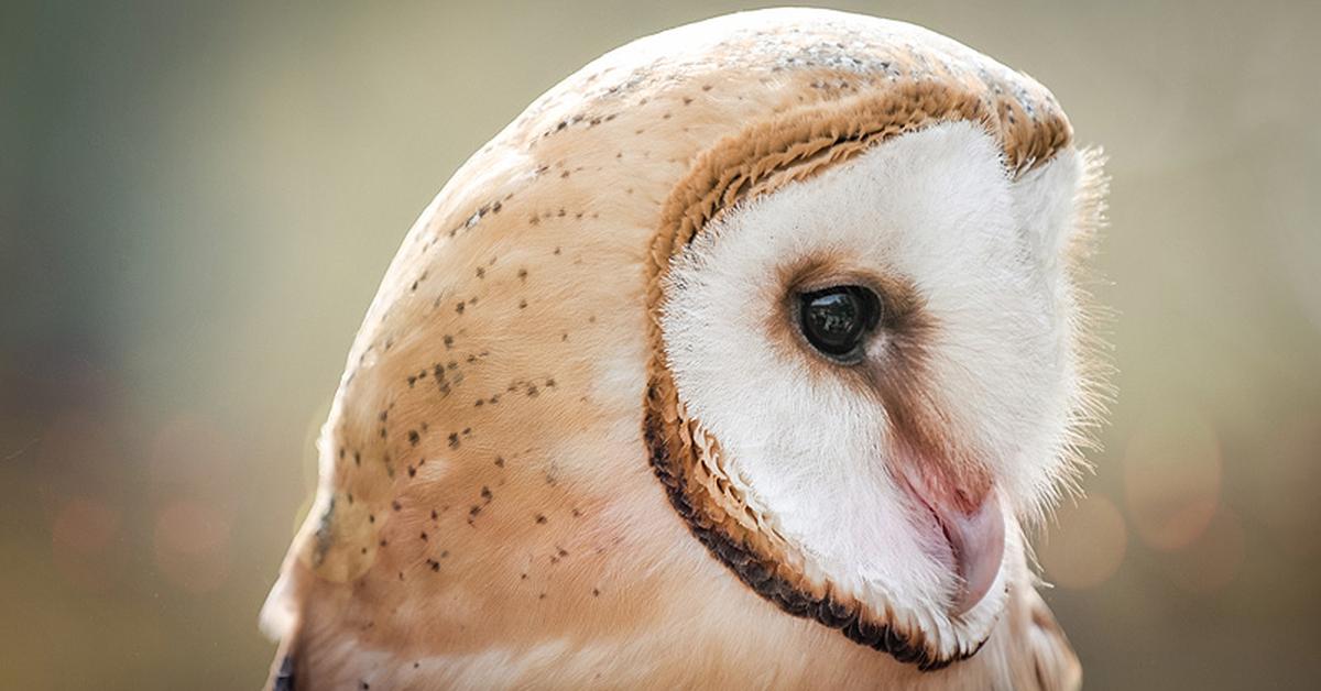 Photogenic Barn Owl, scientifically referred to as Tyto alba.