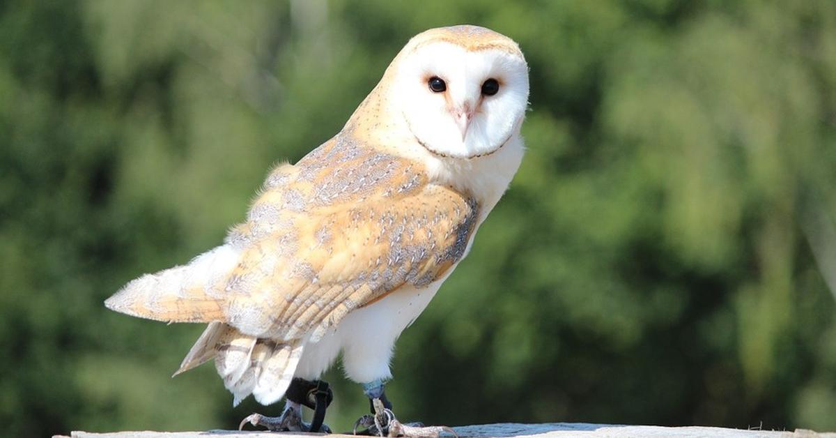 Stunning depiction of Barn Owl, also referred to as Tyto alba.