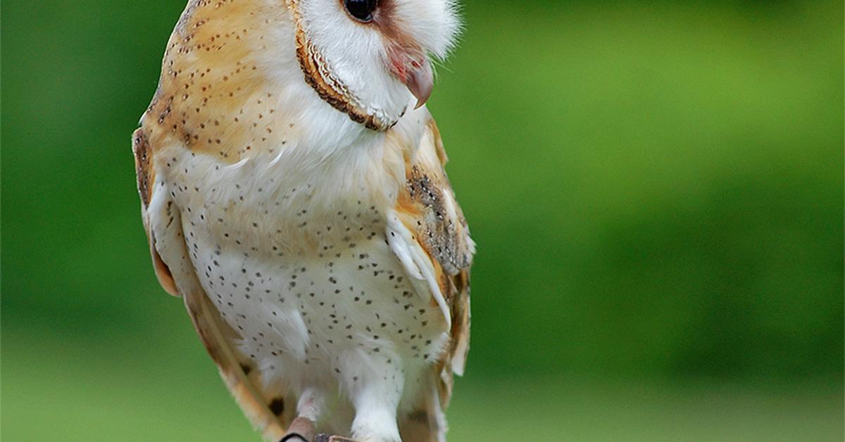 Stunning depiction of Barn Owl, also referred to as Tyto alba.