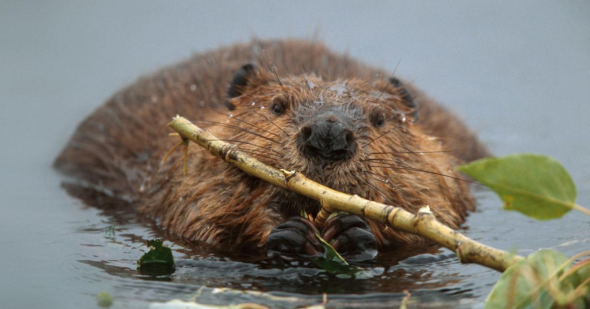 Engaging shot of the Beaver, recognized in Indonesia as Babi Air.