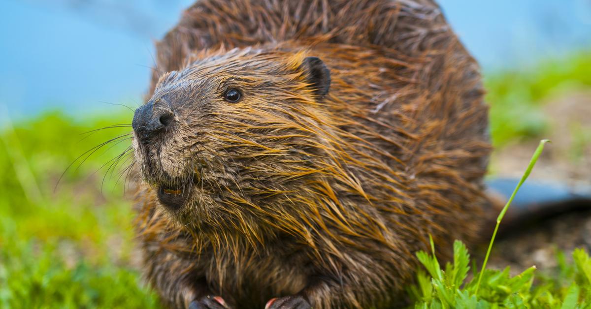 Stunning depiction of Beaver, also referred to as Actinopterygii.