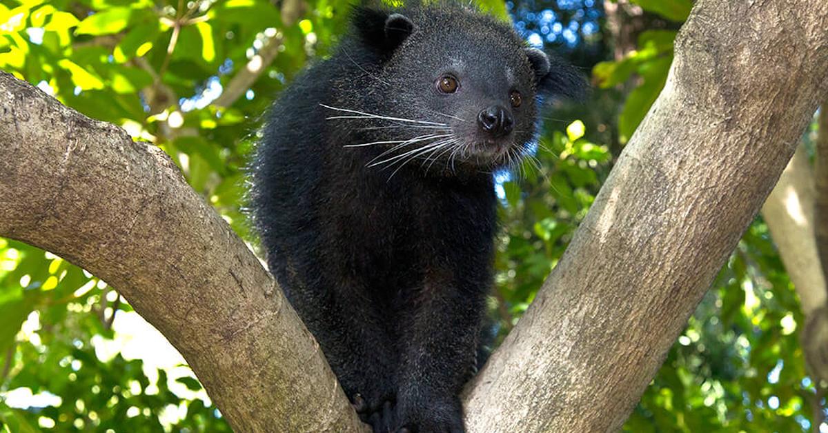 Unique portrayal of the Binturong, also called Binturong in Bahasa Indonesia.