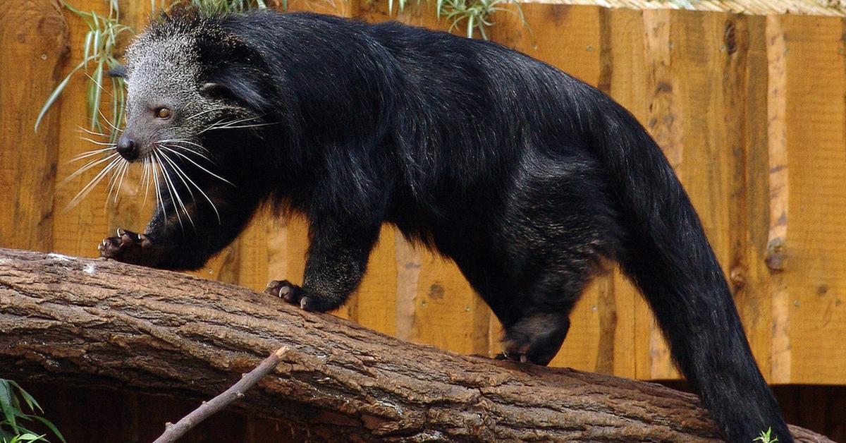 The Binturong in its natural beauty, locally called Binturong.