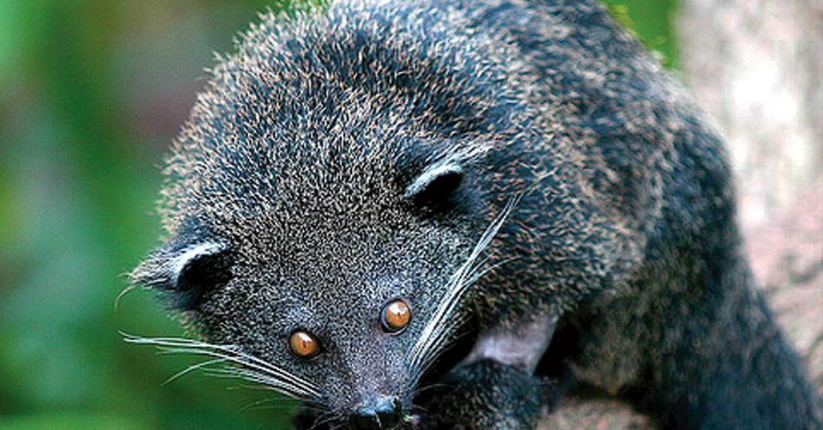 Detailed shot of the Binturong, or Arctictis binturong, in its natural setting.