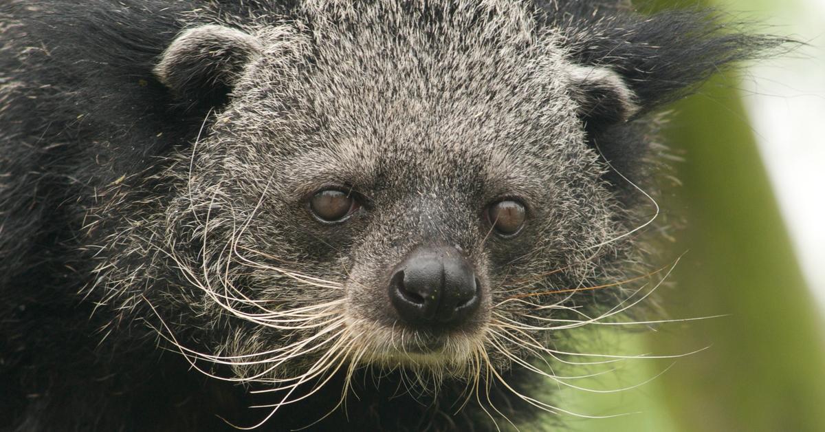 Photograph of the unique Binturong, known scientifically as Arctictis binturong.