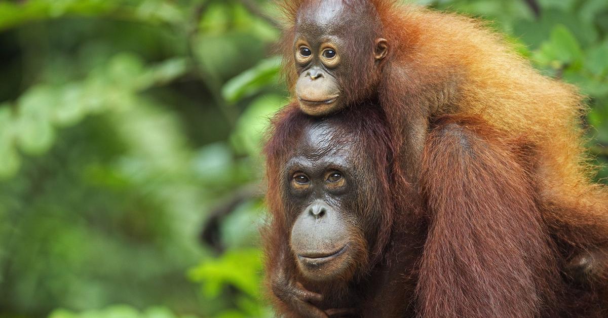 The Bornean Orangutan in its natural beauty, locally called Orangutan Borneo.