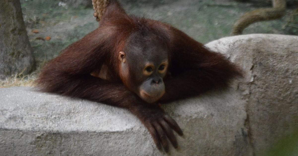 Engaging shot of the Bornean Orangutan, recognized in Indonesia as Orangutan Borneo.