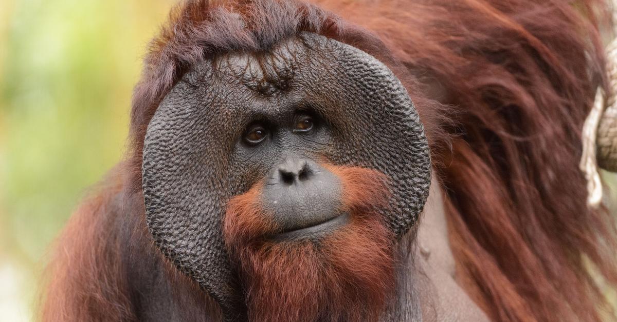 Visual representation of the Bornean Orangutan, recognized in Indonesia as Orangutan Borneo.