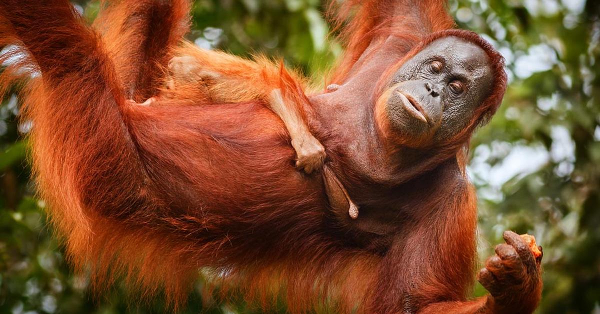 The fascinating Bornean Orangutan, scientifically known as Pongo pygmaeus.