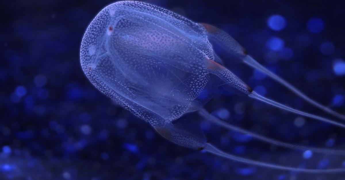 Captivating presence of the Box Jellyfish, a species called Chironex fleckeri.