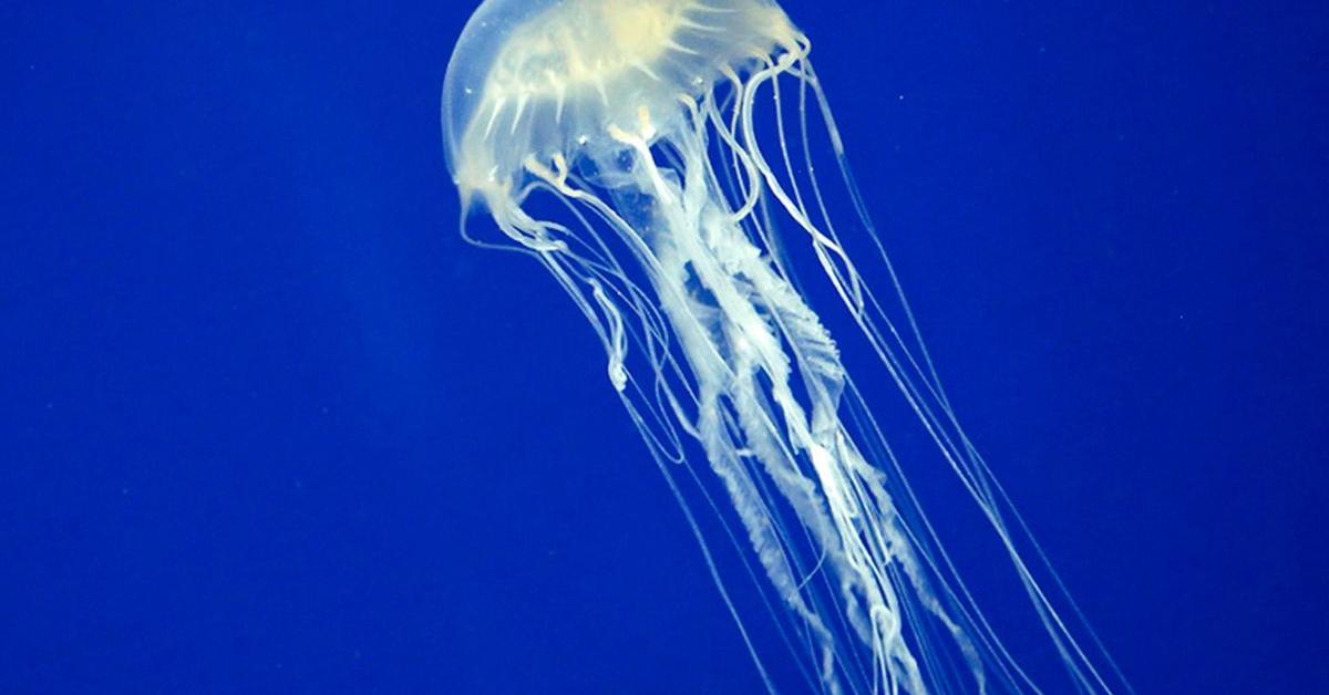 Detailed shot of the Box Jellyfish, or Chironex fleckeri, in its natural setting.