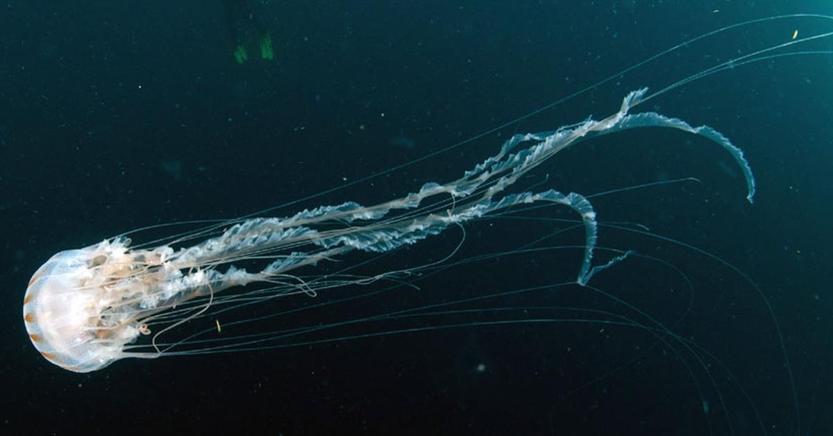 Captivating shot of the Box Jellyfish, or Ubur-Ubur Kotak in Bahasa Indonesia.