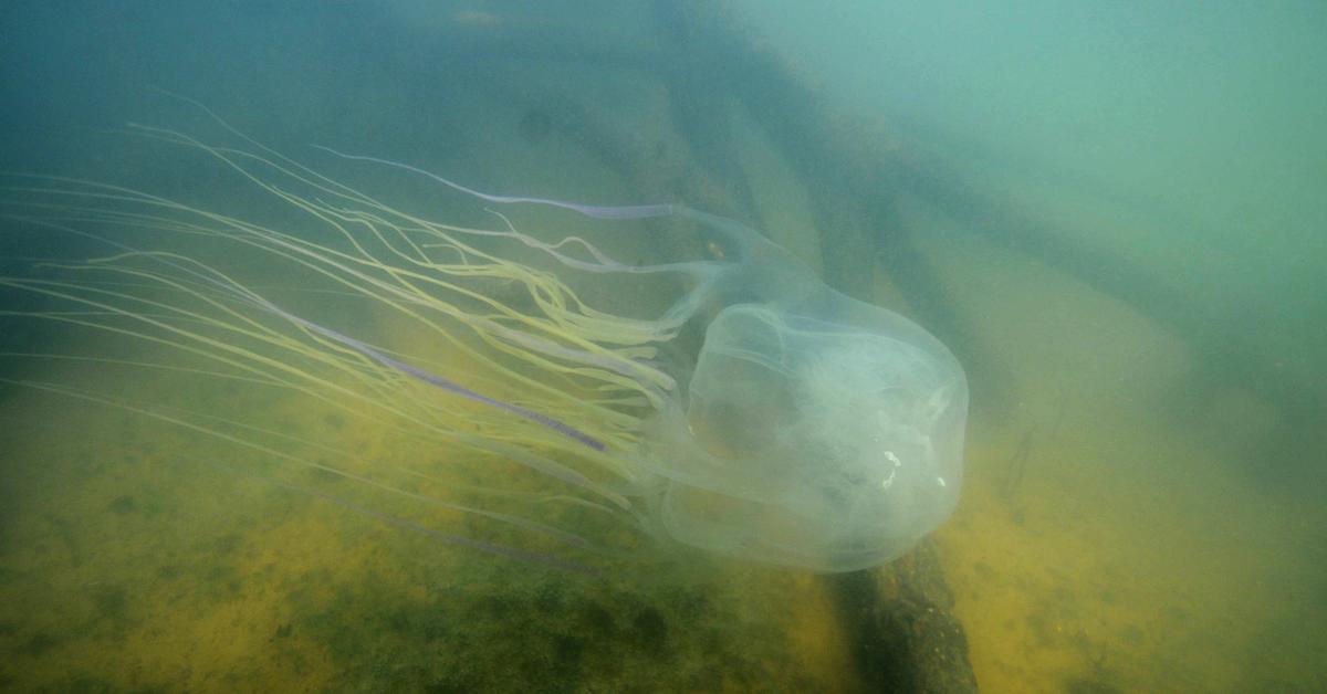 Elegant portrayal of the Box Jellyfish, also known as Chironex fleckeri.