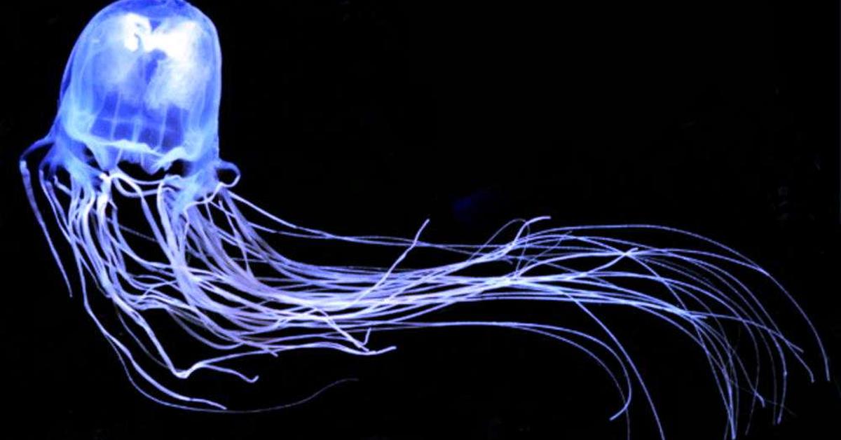 The elegant Box Jellyfish (Chironex fleckeri), a marvel of nature.