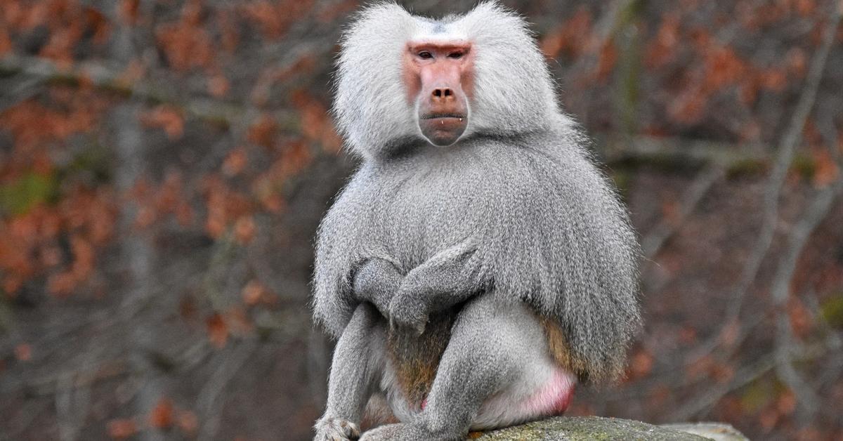 Picture of Baboon, known in Indonesia as Babun.