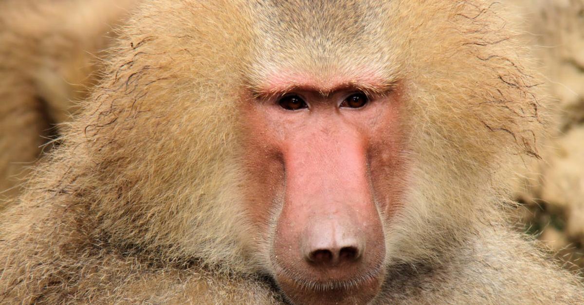 Captivating presence of the Baboon, a species called Papio.