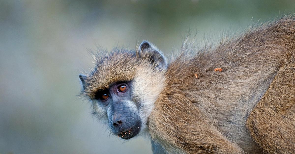 Captured elegance of the Baboon, known in Indonesia as Babun.