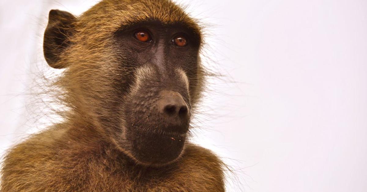 Image of the Baboon (Papio), popular in Indonesia as Babun.