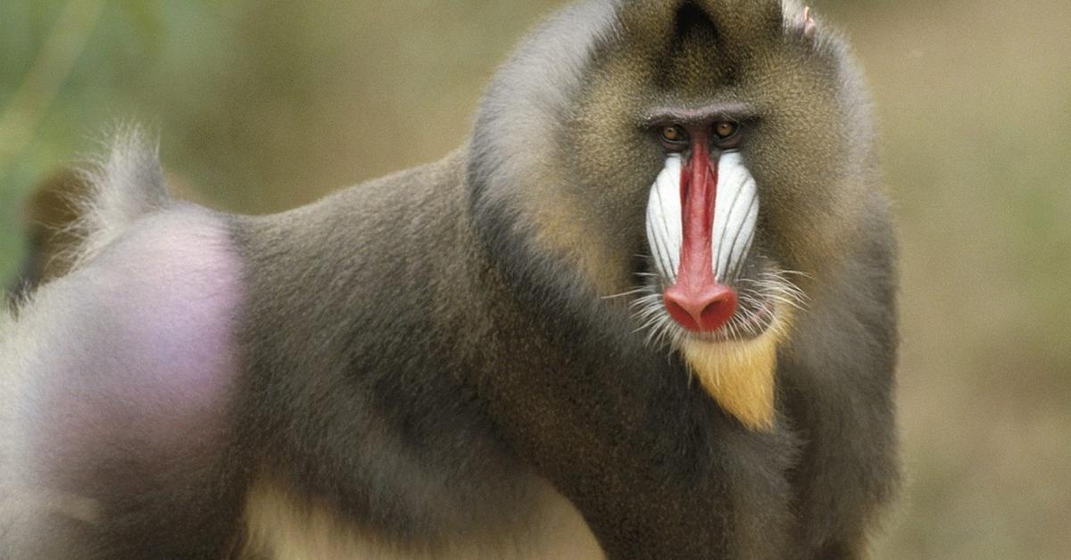 Image of the Baboon (Papio), popular in Indonesia as Babun.