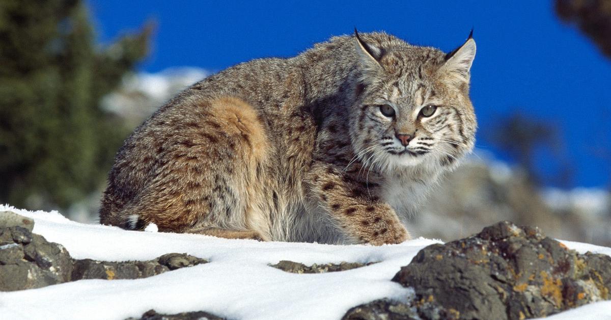 Captivating view of the Bobcat, known in Bahasa Indonesia as Kucing Hutan.