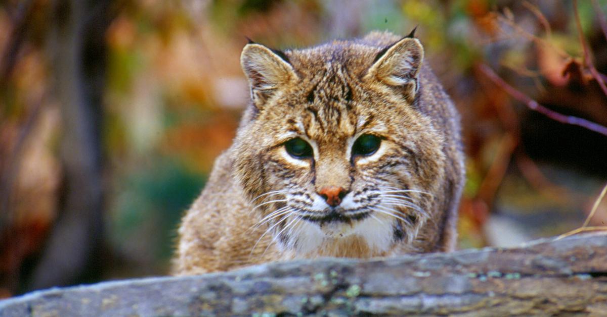 Splendid image of the Bobcat, with the scientific name Lynx rufus.