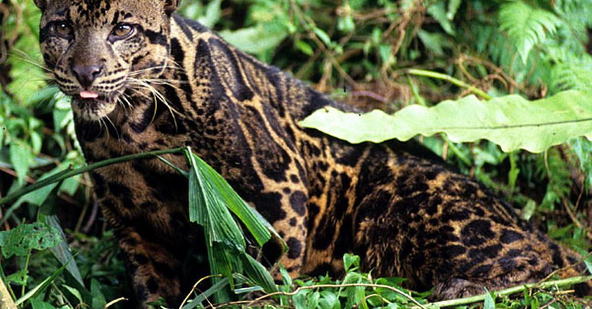 The remarkable Bobcat (Lynx rufus), a sight to behold.